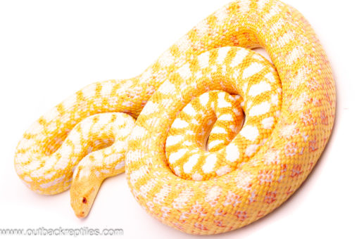 albinoapplegategopher