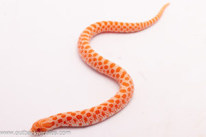 western hognose