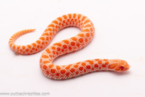 western hognose