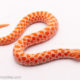 western hognose