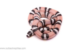 anery honduran milksnake