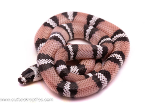 anery honduran milksnake