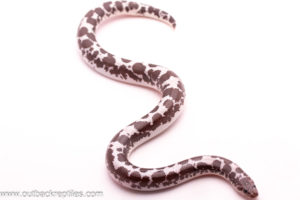 Anery Kenyan Sand Boa