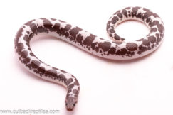 Anery Kenyan Sand Boa