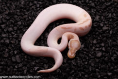 VPI Banana Pied