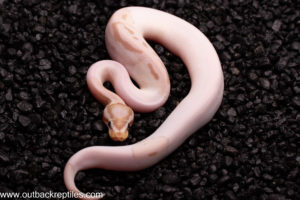 VPI Banana Pied