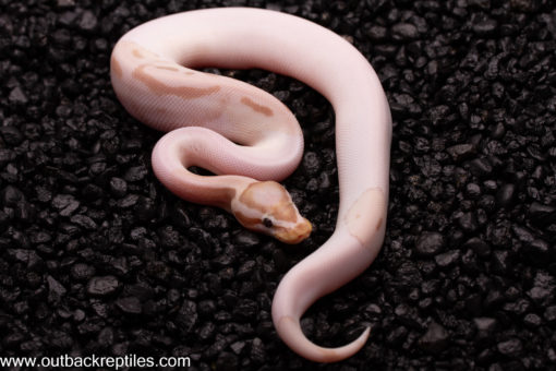 VPI Banana Pied