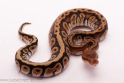 Black Pastel Hidden Gene Woma Het.Clown