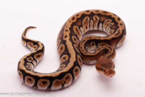 Black Pastel Hidden Gene Woma Het.Clown