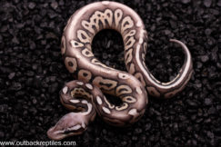 Desert Ghost/ Ghost Pewter