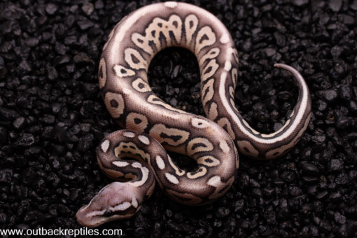 Desert Ghost/ Ghost Pewter