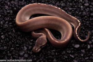 GHI Mojave +