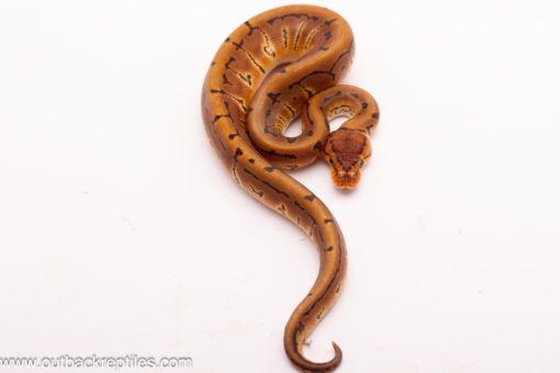 Crypton Pinstripe