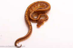 Crypton Pinstripe