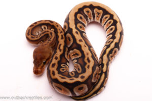 Black Pastel Hidden Gene Woma Het.Clown