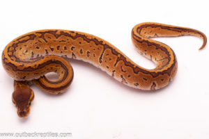 Mahogany Pinstripe Het.Lavender Albino Het.Clown