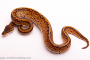 Mahogany Pinstripe Het.Lavender Albino Het.Clown