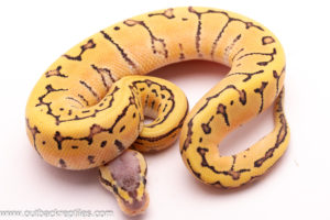 Desert Ghost Lemonblast