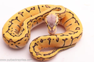 Desert Ghost Lemonblast