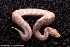 VPI Axanthic Banana Leopard