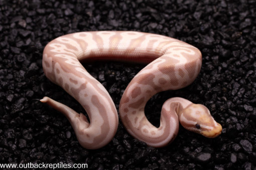 VPI Axanthic Banana Leopard
