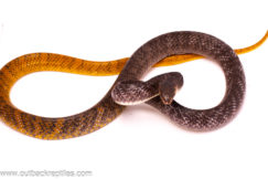 cribo female