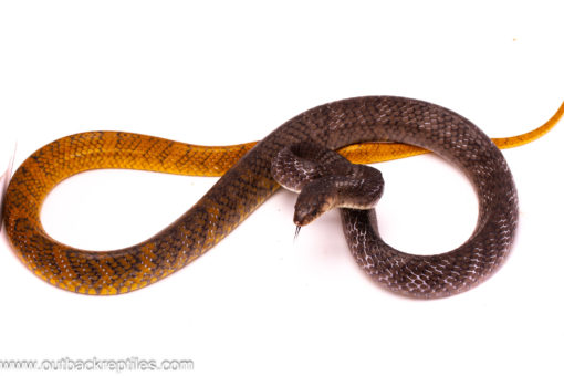 cribo female