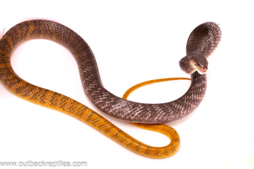 cribo female