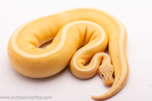 Banana Genetic Stripe