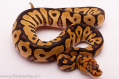 Spotnose Clown
