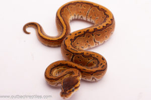 Mahogany Pinstripe Het.Pied Het.Lavender Albino