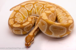 Caramel