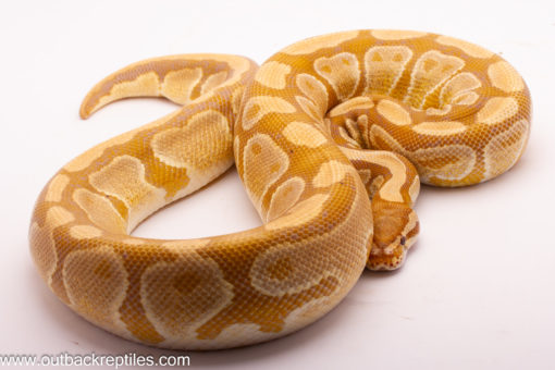 Caramel