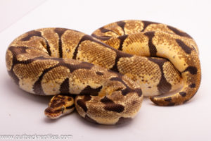 Pastel Enchi Het. Clown