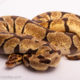 Pastel Enchi Het. Clown