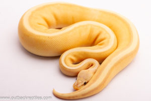 Banana Genetic Stripe