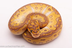 Lesser Clown