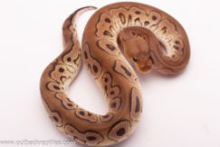 Cinnamon Clown