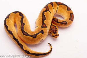 Reduced Pattern Enchi Clown