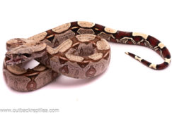 Suriname Redtail