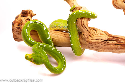 female aru