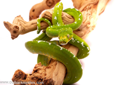 female aru