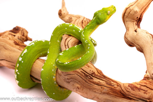 female aru