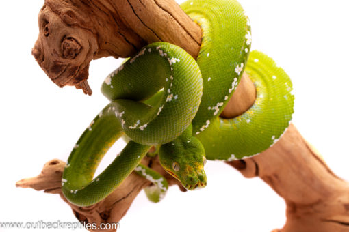 female aru