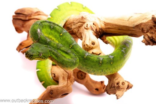female emerald