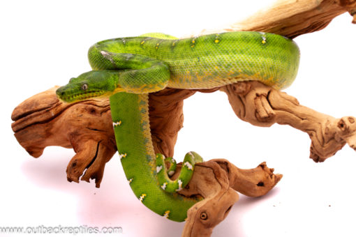 female emerald