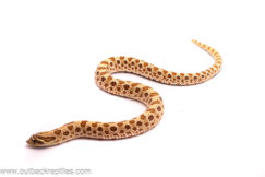 western hognose