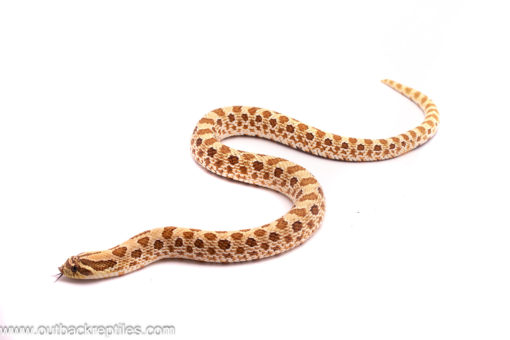 western hognose