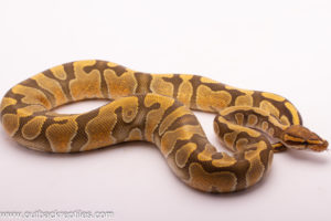 Hypo Enchi Het. Desert Ghost