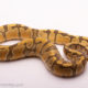 Hypo Enchi Het. Desert Ghost